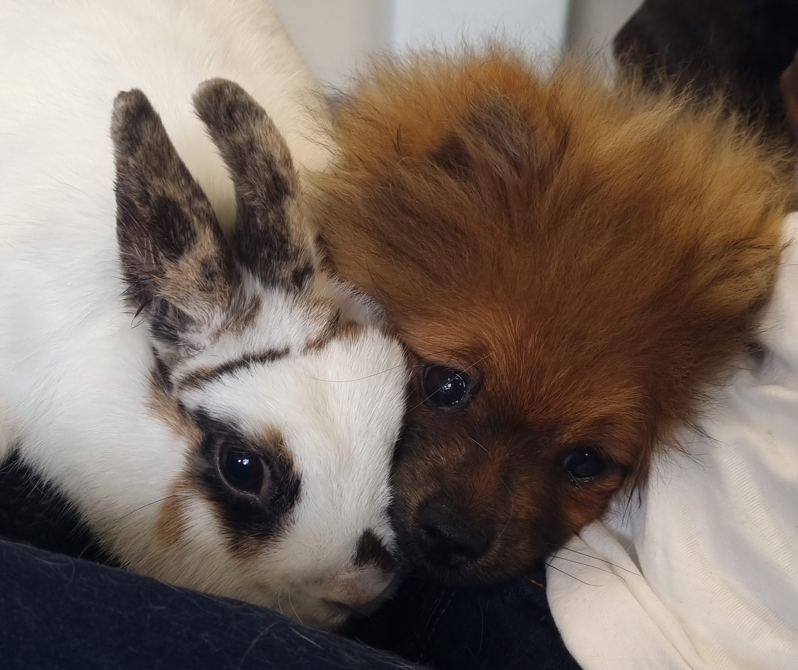 LA BREIZH BANDE A POPEYE